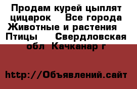 Продам курей цыплят,цицарок. - Все города Животные и растения » Птицы   . Свердловская обл.,Качканар г.